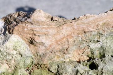 Miami Limestone with Saharan Dust at Elliott Key, Miami-Dade County