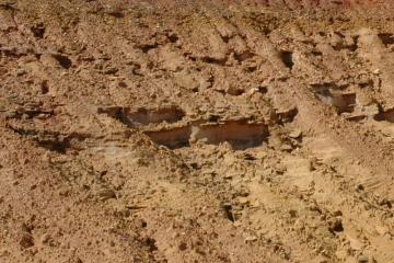 Miccosukee Formation at BASF Pit, Gadsden County