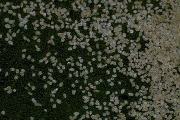 Monazite Sand