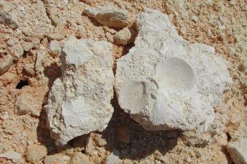 Ocala Limestone in Brooks Quarry, Jackson County