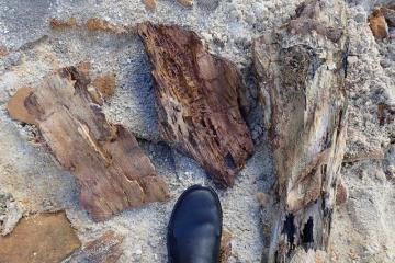 Petrified Wood from Bristol Bluff on Apalachicola River, 2016