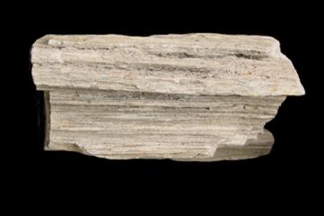 Silicified Wood
