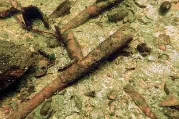 St. Marks Formation with kuphus in St Marks River, Wakulla County