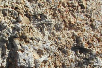 Suwannee Limestone in Sun West Mine, Pasco County