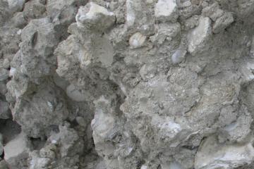 Tamiami Formation at Fla Rock in Ft Myers_Lee County