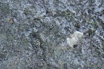 Torreya Formation at Jackson Bluff, Leon County