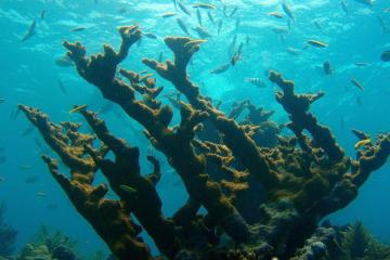 Fish swimming above an elk horn coral at Florida Keys National Marine Sanctuary