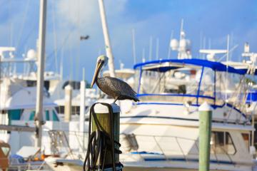 Fort Lauderdale Pelican bird in marina Florida