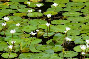 Highlands Hammock State Park - Lily Pads