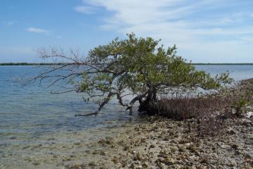 a black mangrove colonizes the edge of a spoil island in Indian River Lagoon