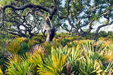 John Moran Lake Wales Ridge