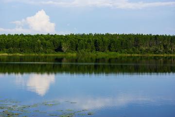 Lake Louisa State Park - view across the lake