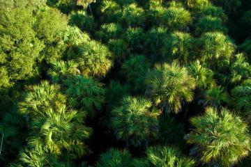 Myakka River State Park - View of Palms from above