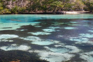 photo of radio-collared manatee and tilapia nests in Silver Glen Spring 