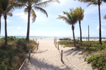 Palm Trees and Sand Path Leading To The Beach