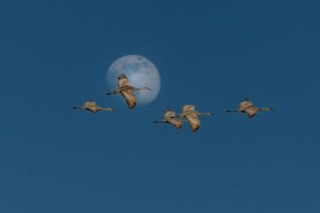 Paynes Prairie Preserve State Park - Cranes flying with a moon backdrop