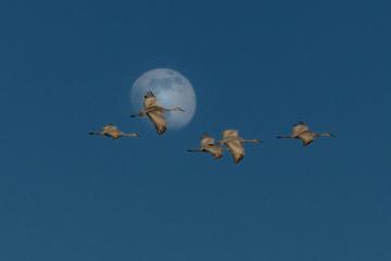 Paynes Prairie Preserve State Park - Cranes flying with a moon backdrop