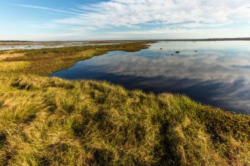 Paynes Prairie - Trail view from observation tower