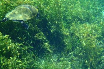 A turtle swimming through the seagrass at Rainbow Springs State Park