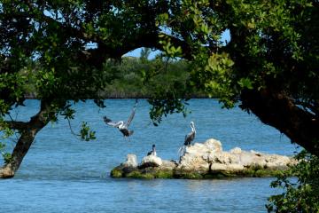 Sebastian Inlet State Park - birds on a rock just inside the inlet