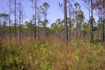 saw palmetto and pines make up a mesic flatwoods in St. Joseph Bay State Buffer Preserve