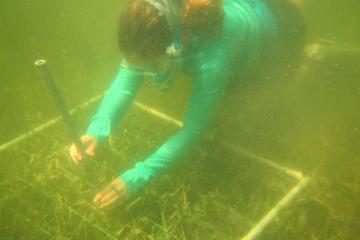 Measuring the length of seagrass blades is one of many measurements that staff take to determine seagrass distribution, abundance, individual growth, and overall health of the habitat.