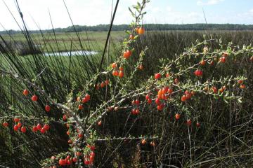 Christmasberry (Lycium carolinianum)  surrounded by black needle rush (Juncus roemerianus) and salt grass (Distichlis spicata).