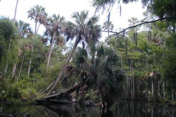 A cabbage palm leaning over Bulow Creek at Tomoka Marsh Aquatic Preserve