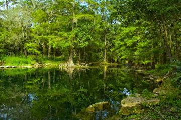Cypress trees and woods at Wes Skiles Peacock Spring State Park