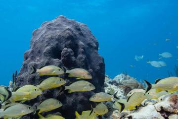 Orbicella faveolata coral colony with reef fish