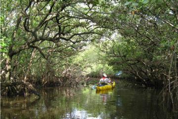 Mangrove tunnel in Tampa bay Aquatic Preserves