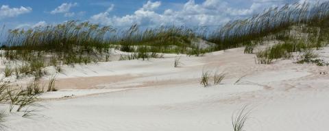 Sand dunes at Anastasia State Park