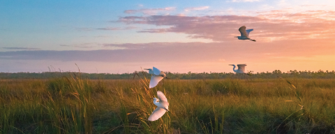 marsh at sunset