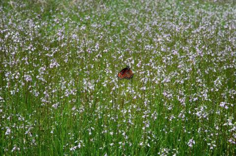 Myakka River State Park - Butterfly in a field
