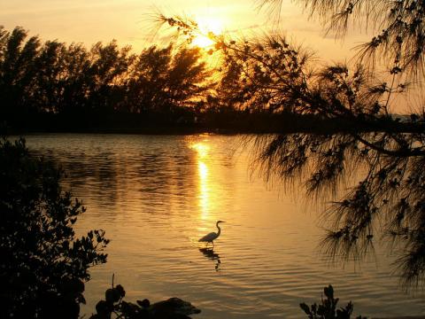 Skyway Fishing Pier State Park - Sun peeking through the trees across the water