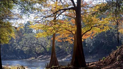 The Suwannee River