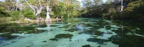 Photograph of Weeki Wachee River 