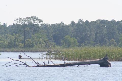 Yellow River Marsh Aquatic Preserve - DEP Staff - Beth Fugate - Downed t...