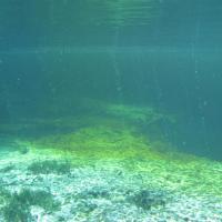 Florida Geological Survey Bottom of Devil's Ear Spring, Gilchrist County, Oct 2008