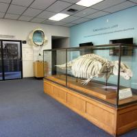 Walter Schmidt Museum Lobby featuring a Fossil Dugong Skeleton