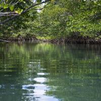 Beautiful and peaceful mangrove forest scene on a river