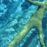 Florida Geological Survey Tree Branch in Cypress Spring, Washington County, Sept 2008