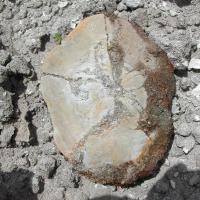 Florida Geological Survey Echinoid Fossil in situ