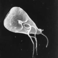 Closeup scanning electron micrograph (SEM) of a Giardia lamblia protozoan parasite. Photo courtesy of the CDC, Centers for Disease Control photographer Janice Haney Carry Closeup scanning electron micrograph (SEM) of a Giardia lamblia protozoan parasite. Photo courtesy of the CDC, Centers for Disease Control photographer Janice Haney Carry