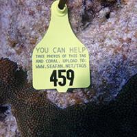 Photo of a diseased coral tagged for monitoring