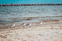 Pipers running across the beach