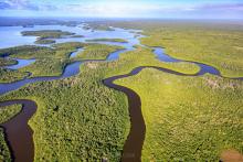 Green everglades