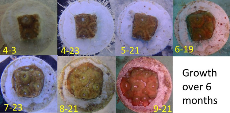 Photos show the growth of a Great Star Coral (Montastraea cavernosa) fragment over six months. The c