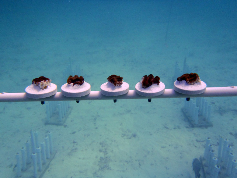 he second installation method consisted of mounting the corals on a rod and suspending them on a cor