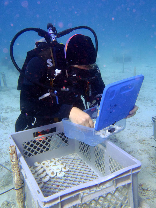 A diver transfers boulder coral fragments to a container in preparation for nursery installation.